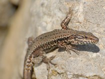 © NatureLife-International